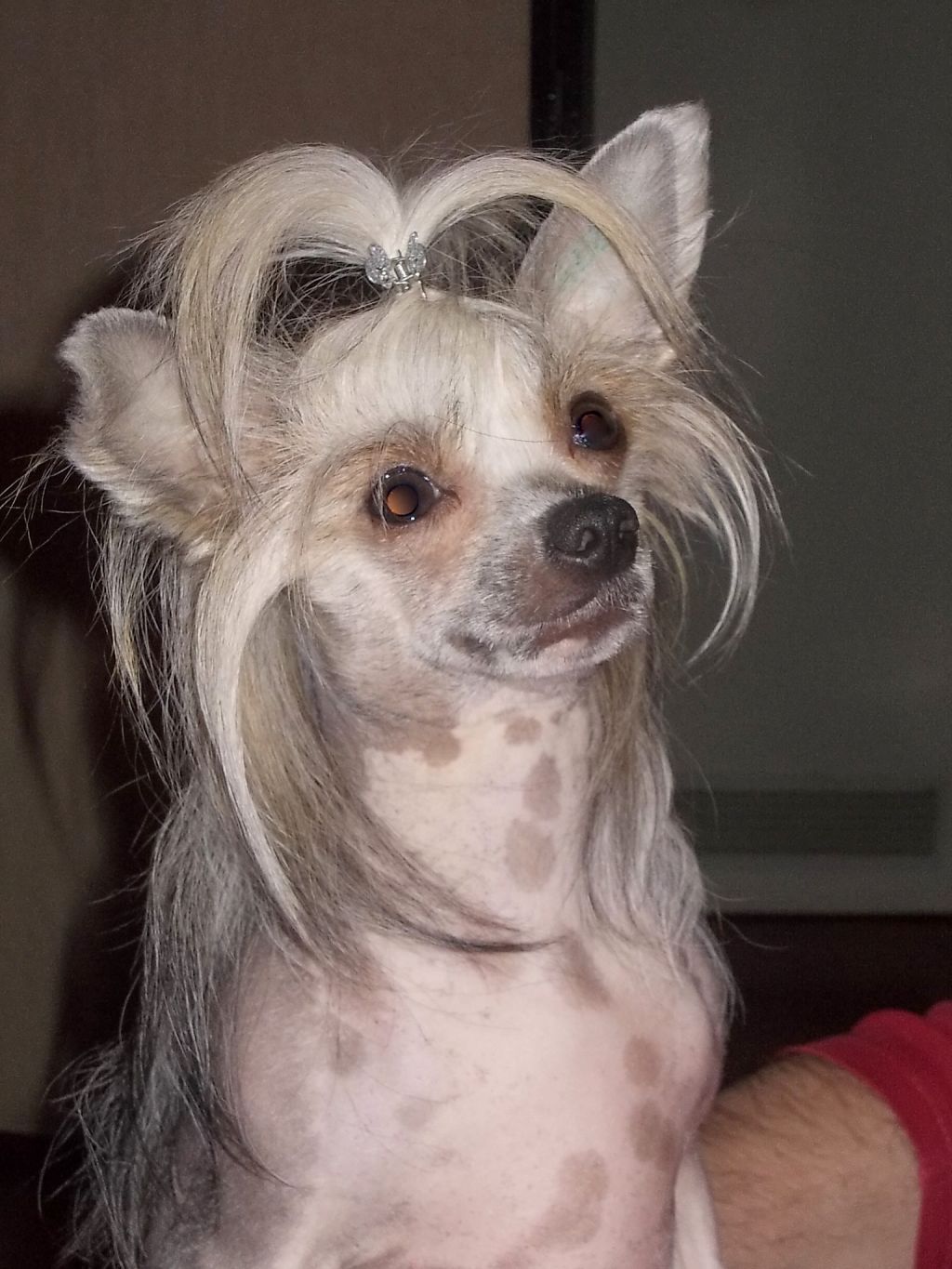 Cleo Vacos Locos
