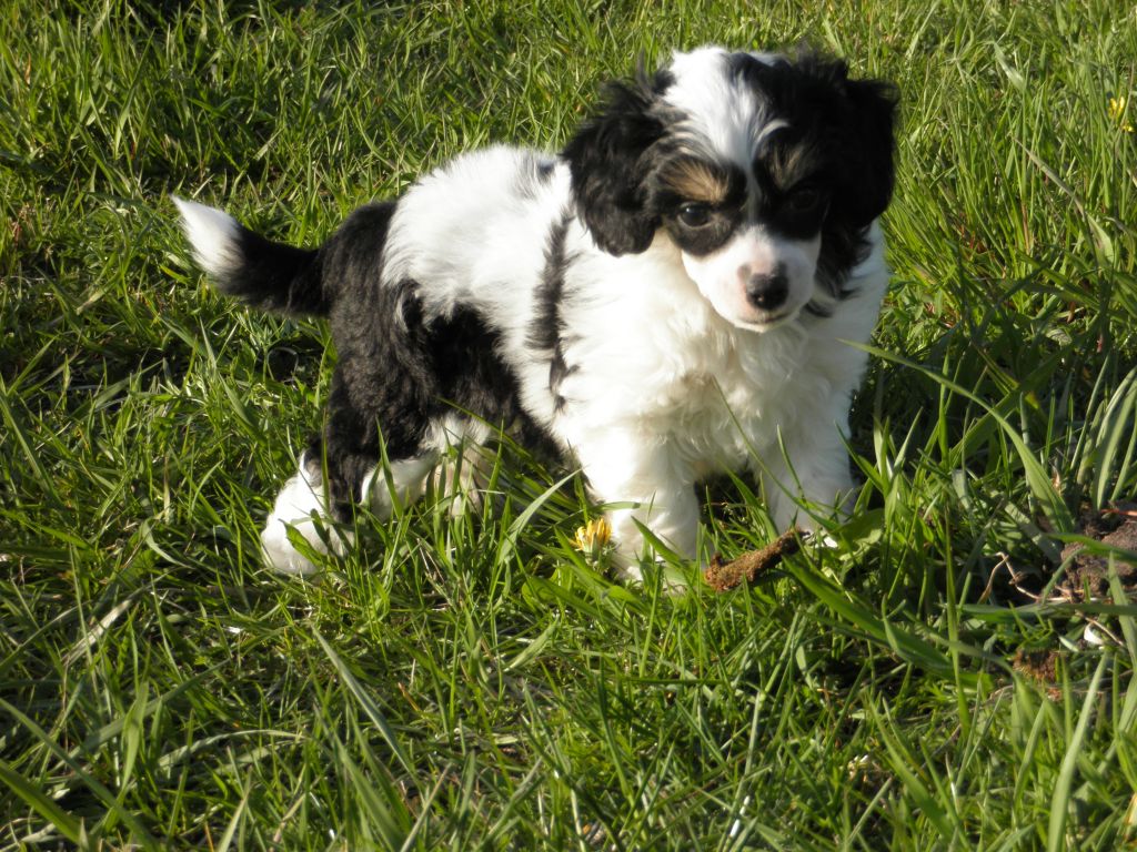 Appaloosa Star Dinkey Deluxe