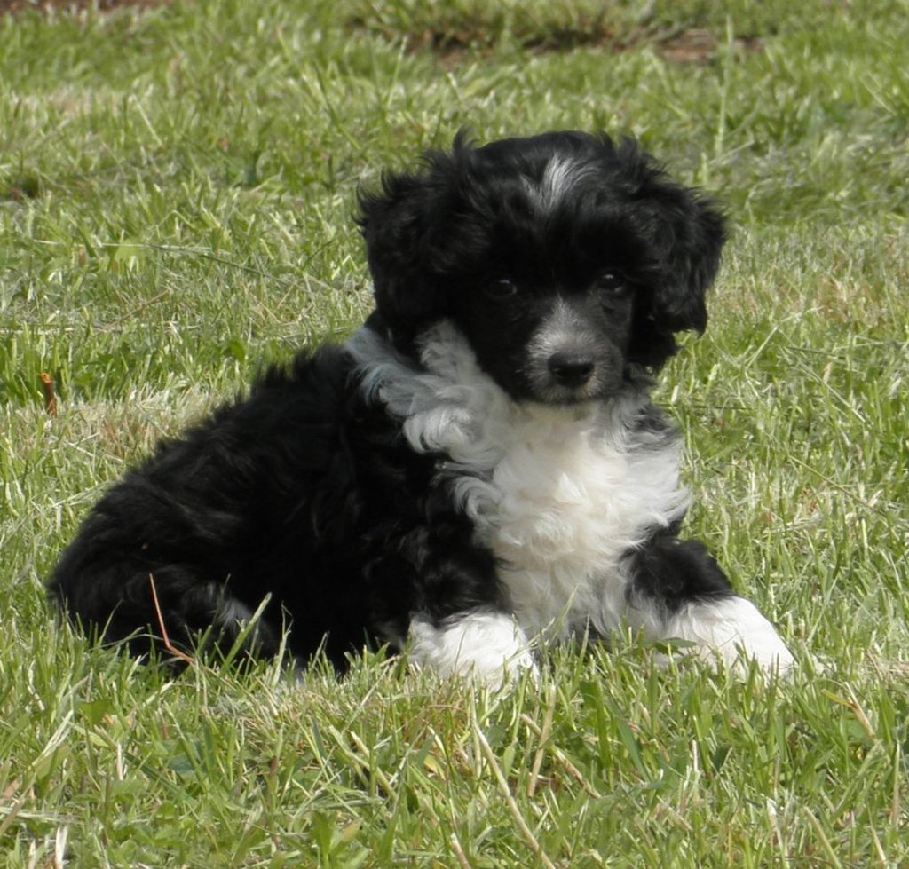 Andalusian Dream Dinkey Deluxe