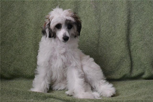 Vologodskiy Souvenir Alisiya