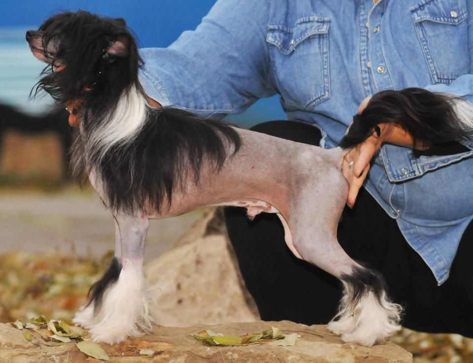 Lavrik Givanshi Style Minodora