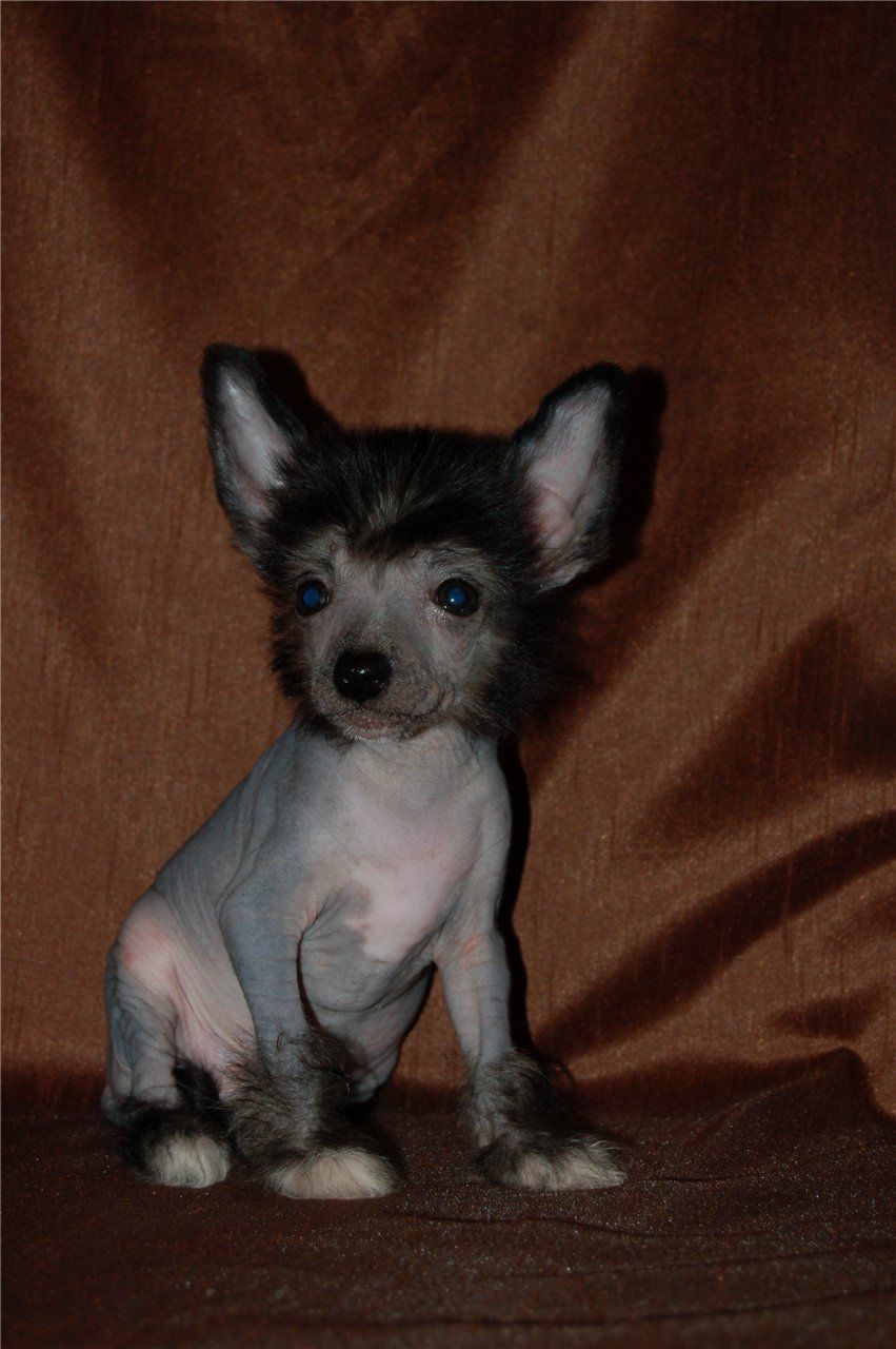 Puppy East Sharm