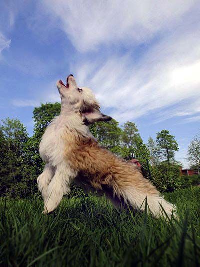 Bellatrix Luckycharm Phoebe