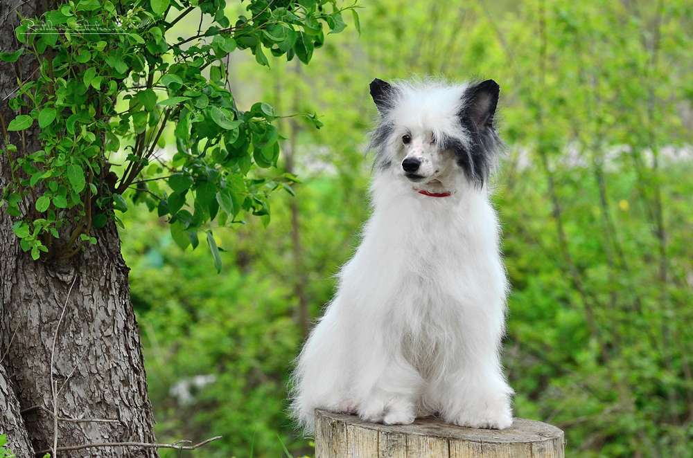 Elance Louange Via the Queen of Dance