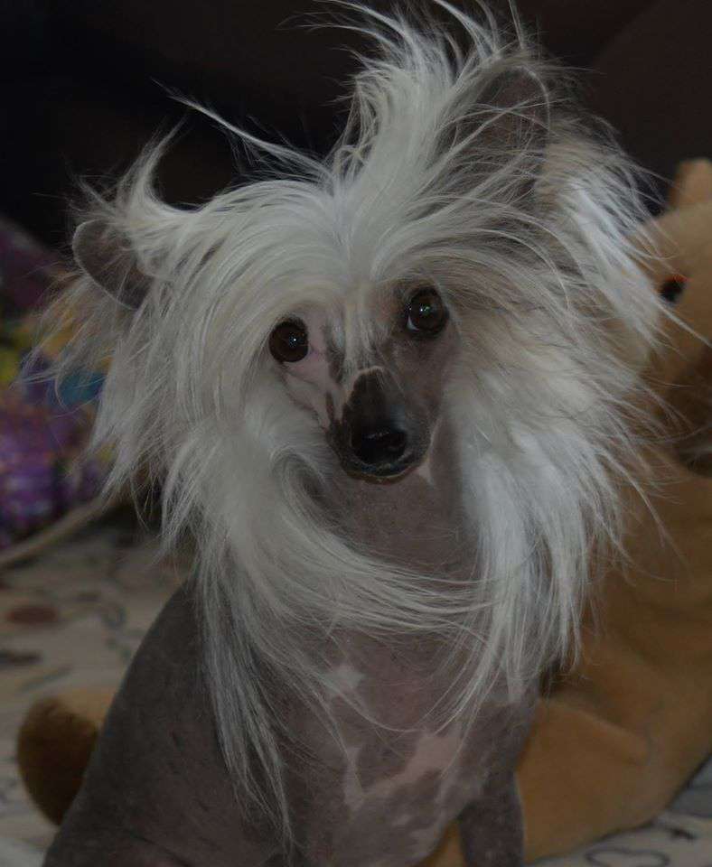 Twice as Nice Wild at Heart