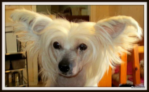 Twice as Nice Weapon of Choice