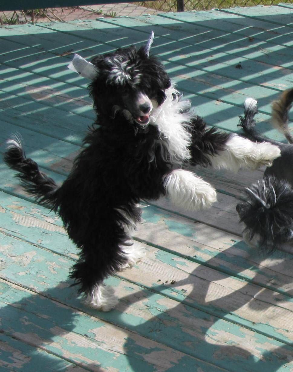 Nu Poil's Hidden Ghost