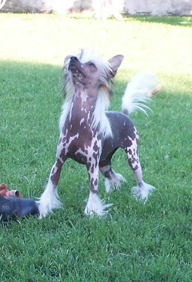 Xcel's-n-Altacrest's Special Arrangement