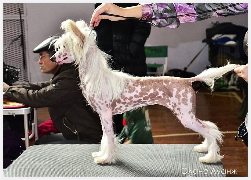 Yugoria Bella Petite Fleur