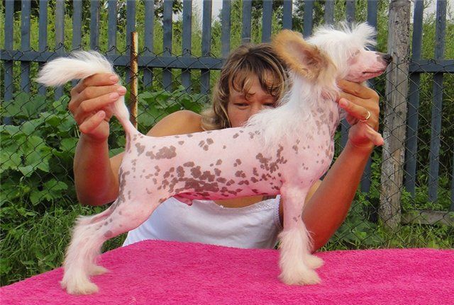 Yugoria Brand fo Glory