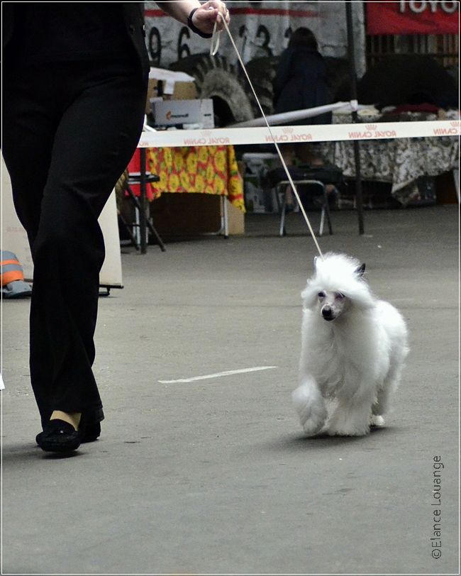 Yugoriya Beautiful  End Blondie 