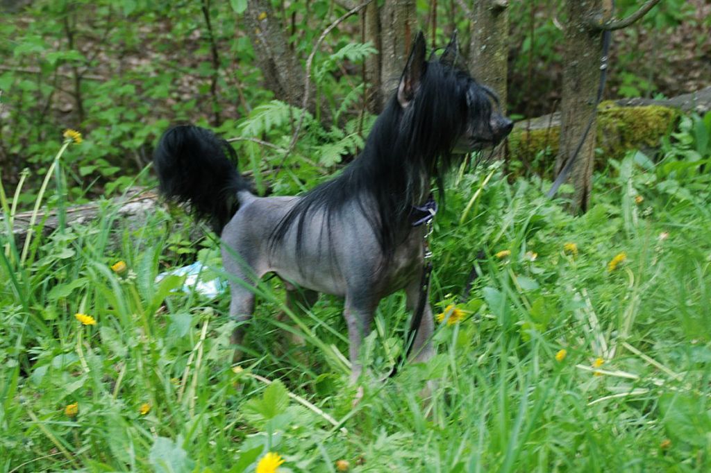 Zlato Dinastii Tadeuzh