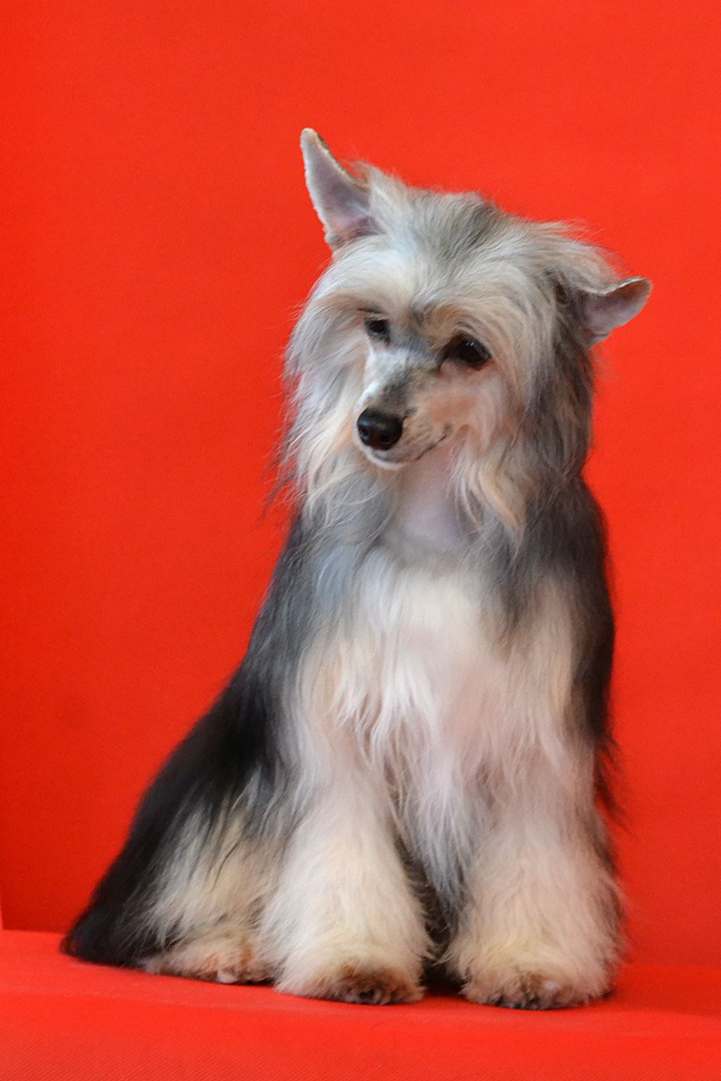 Zlato Dinastii Tais Afinskaya