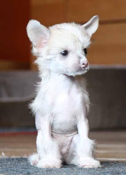 China Girl Quickly in Love