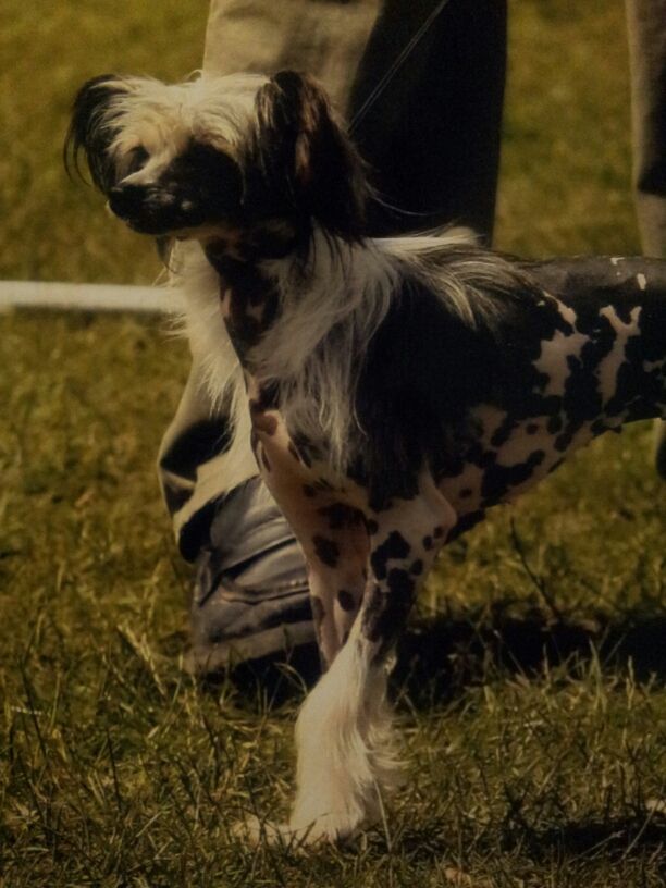 Dolcissimo Blast From The Past