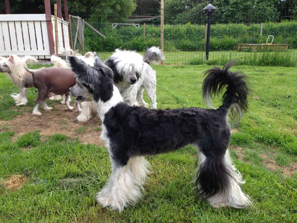 Candy Queen's Sister of Mercy