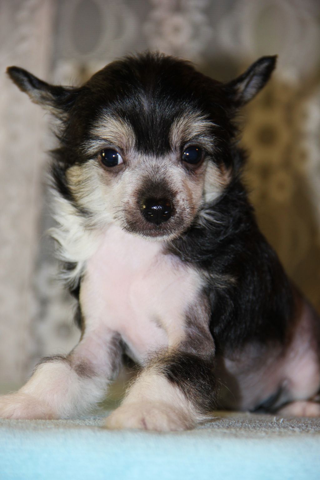 Funky-Monkey Izbranij