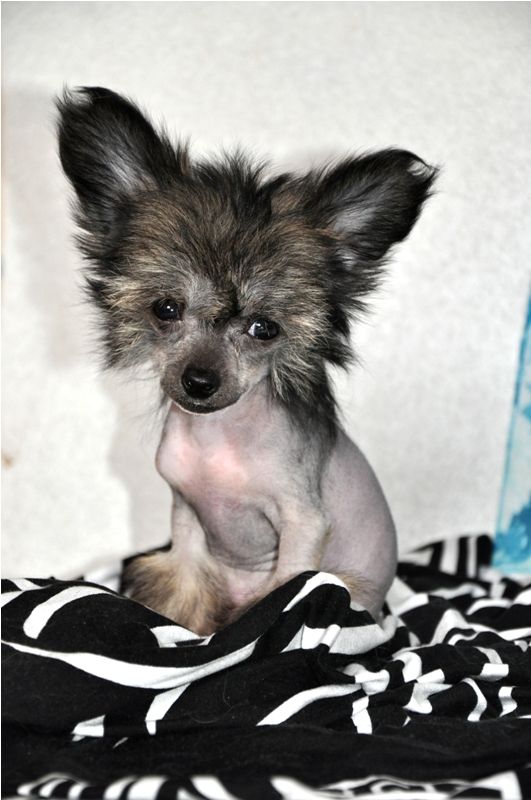 Elfgrace O'Hanna Neyshen