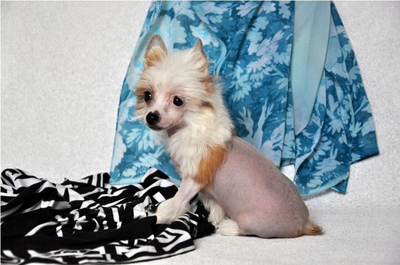 Elfgrace Paulina Poerti