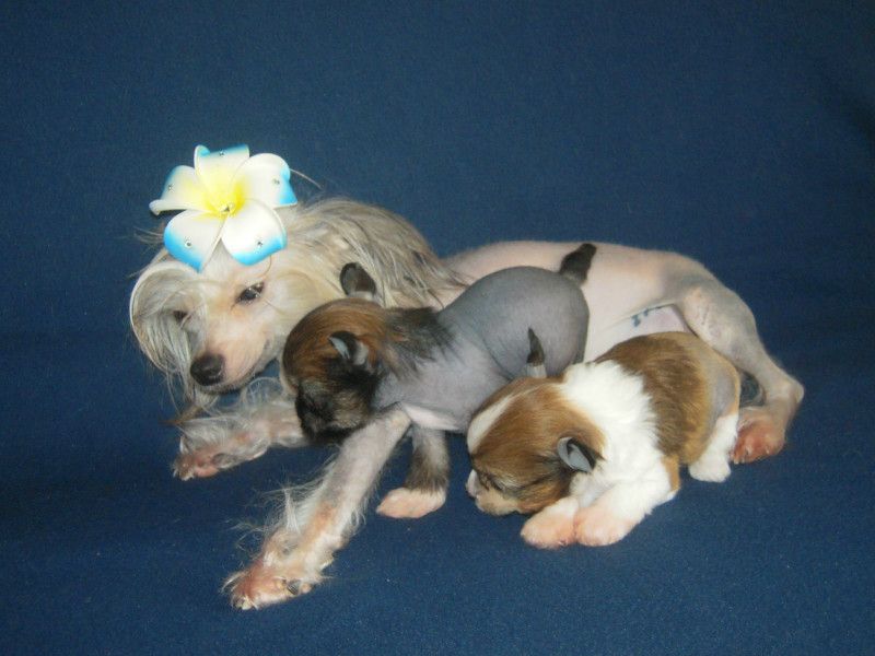 Akatava Volshebnitsa