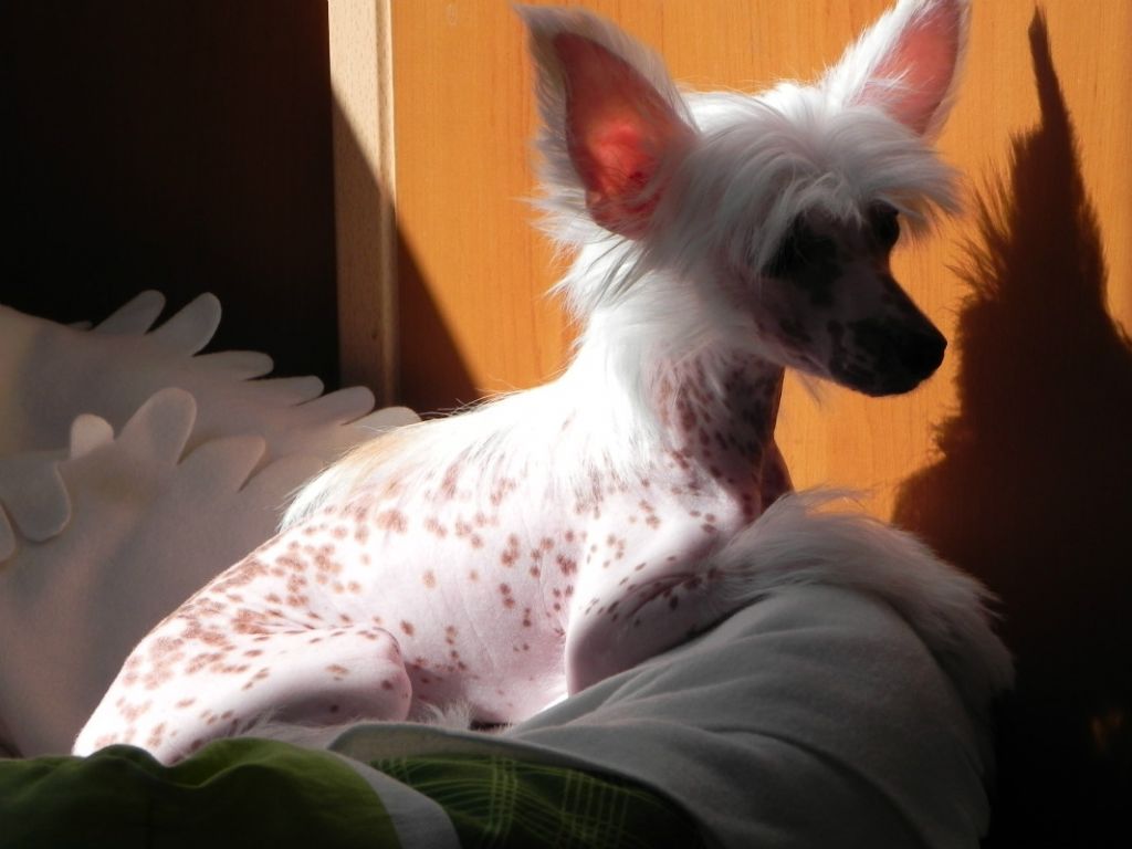 Oskar Urnesto Chegi Vara