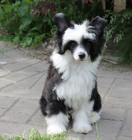 Remember Me  von Shinbashi