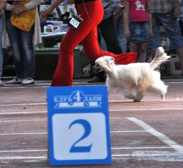 Luna De Luna Top Fiera