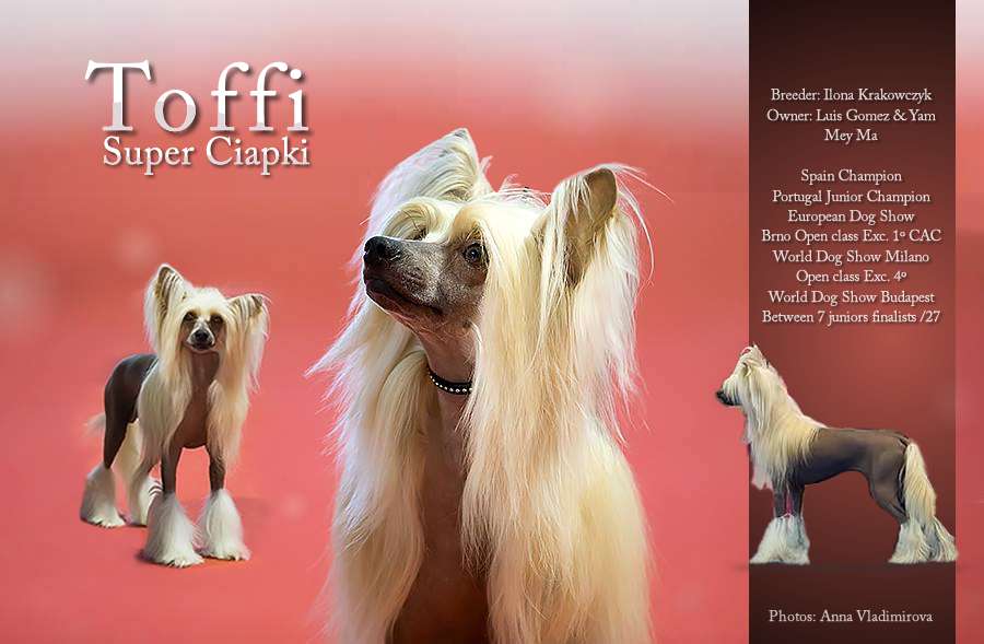 Ch. Toffi Super Ciapki