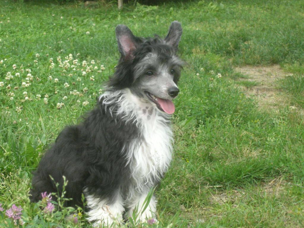 Meadowwood's My Wishmaster