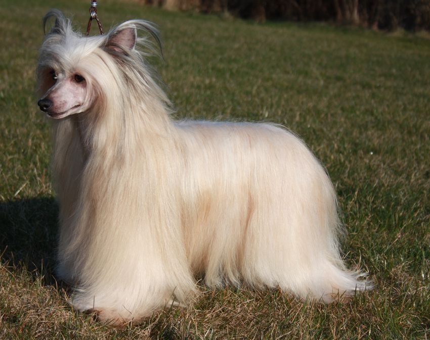 Whispering Lane I'm Nobodys Baby