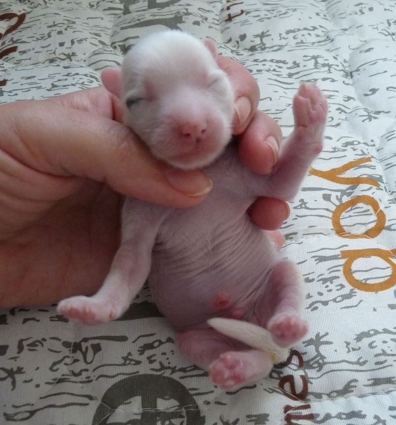 Fundoklia-völgyi Kaszanics Pickwick