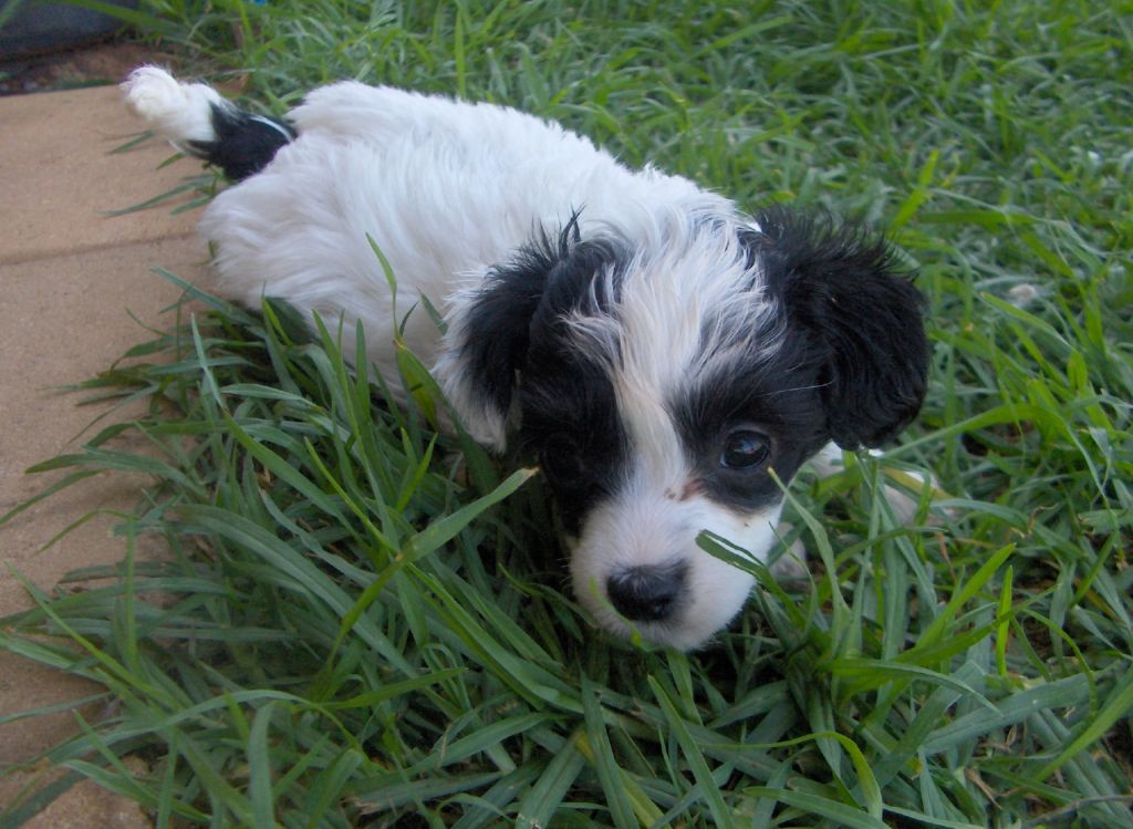 Xioma Basin Street Blues