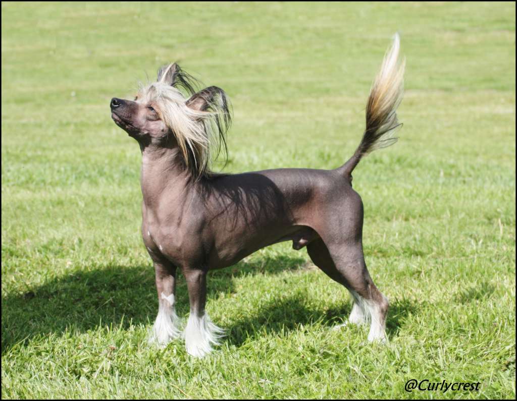 Curlycrest's Rise To The Occasion