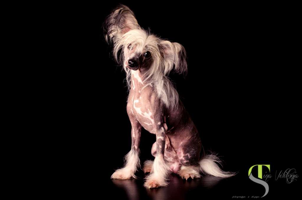 Bionity Balanus Pacificus