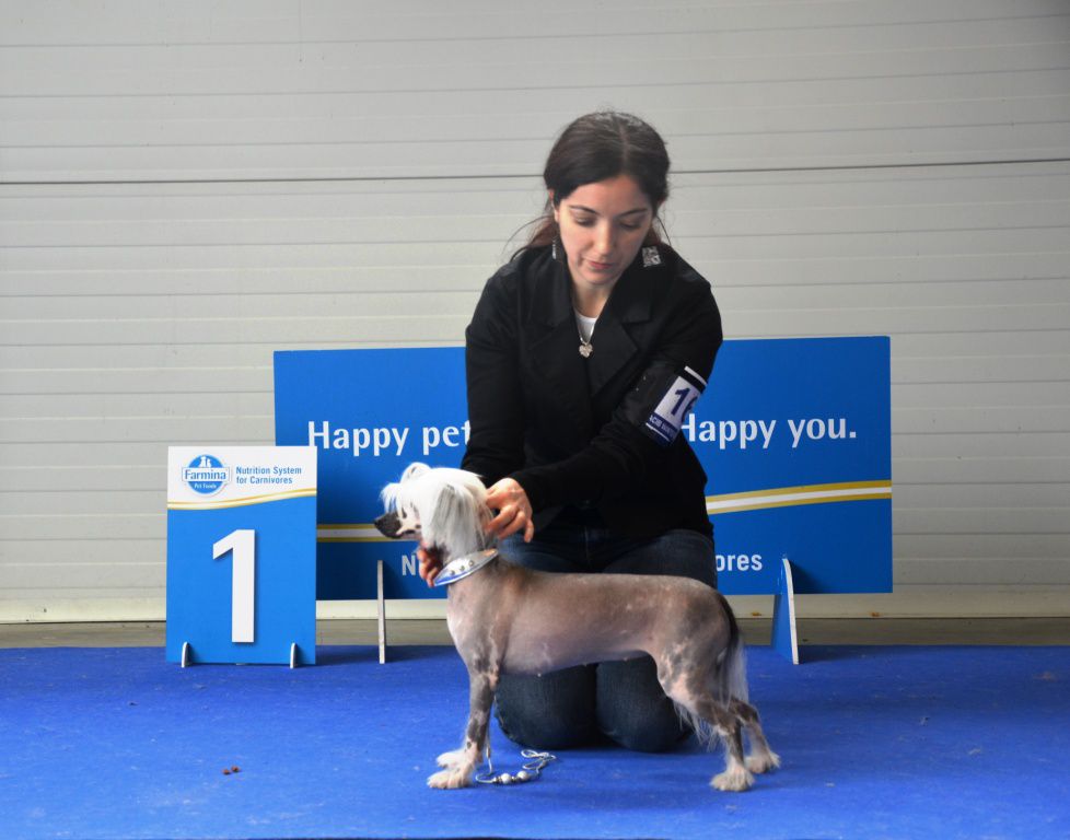 Bionity Balaenoptera Borealis