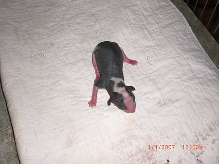 Hi-Life's Skip and Go Naked Siriusly