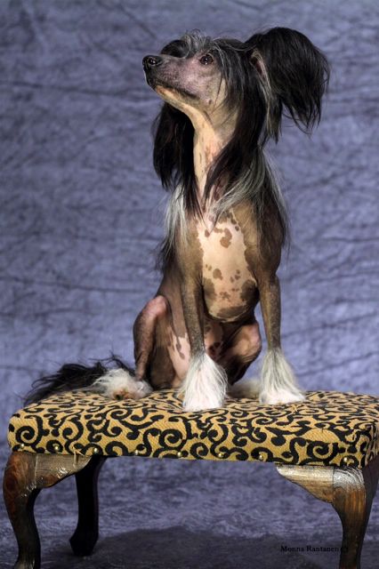 Hebblas Sir Skippy