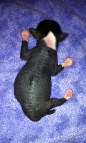 Bodeswell Ladies Man