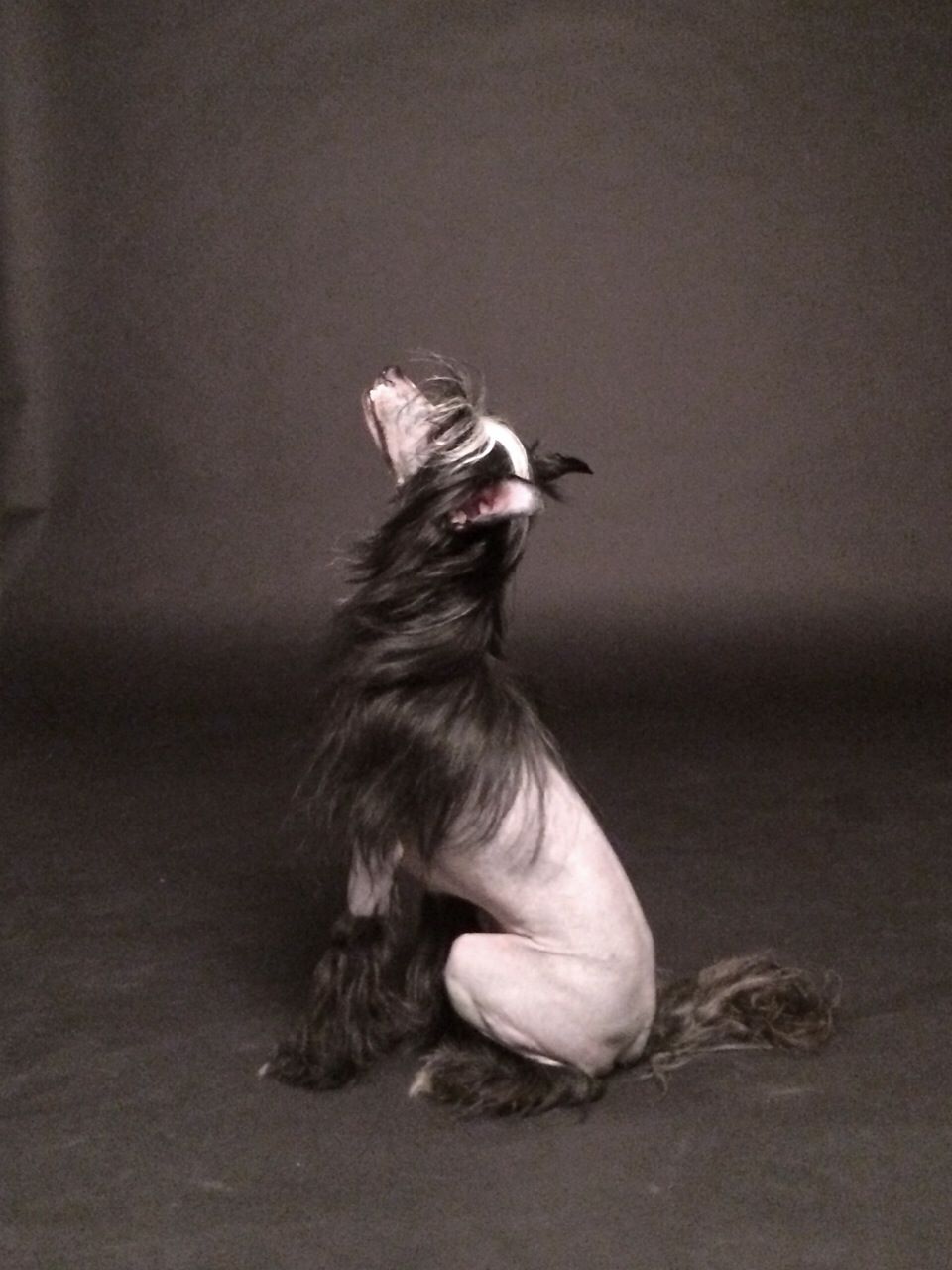 Angelino JP Brilliant Night Zero