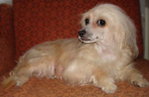 Atlant Kordiall Zhemchuzhinka