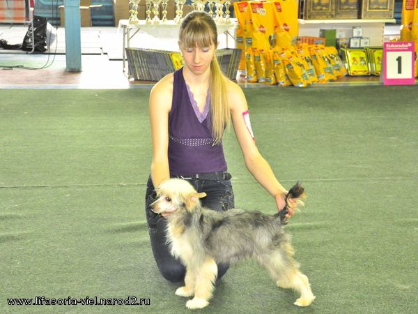 Shkoda Oktavia Evrolain