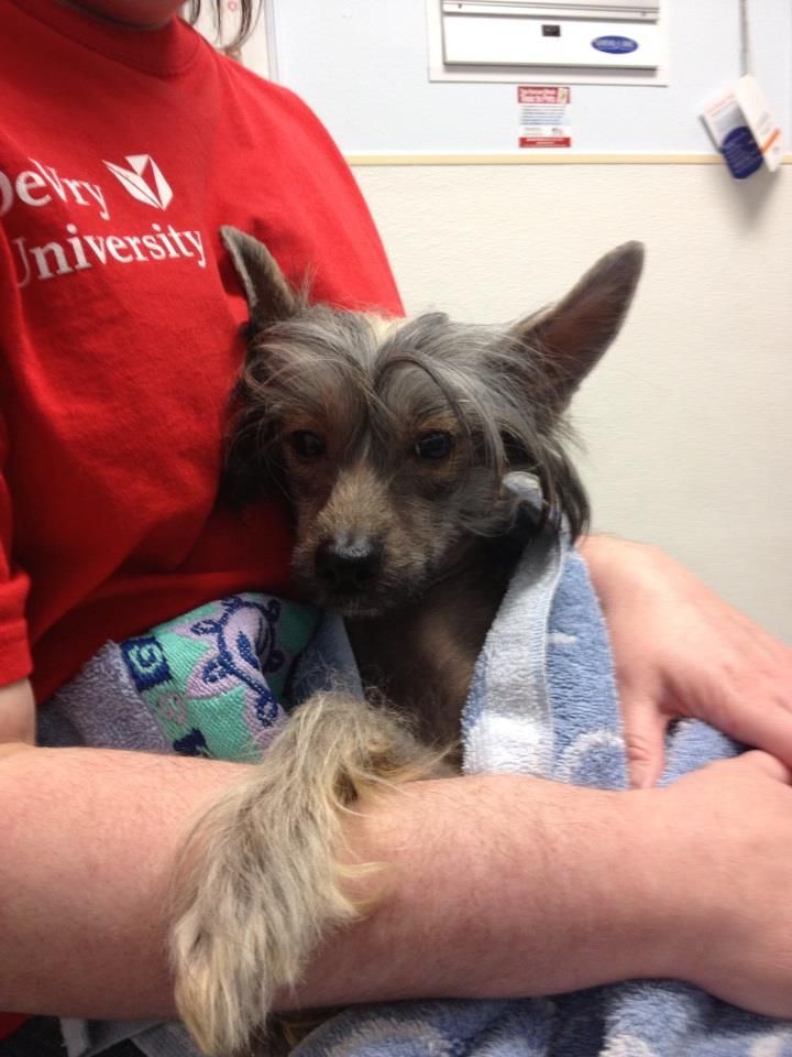 Hypnotizer Queen Malverne