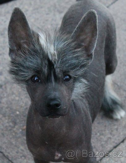 Heaven Dancer Queen Malverne