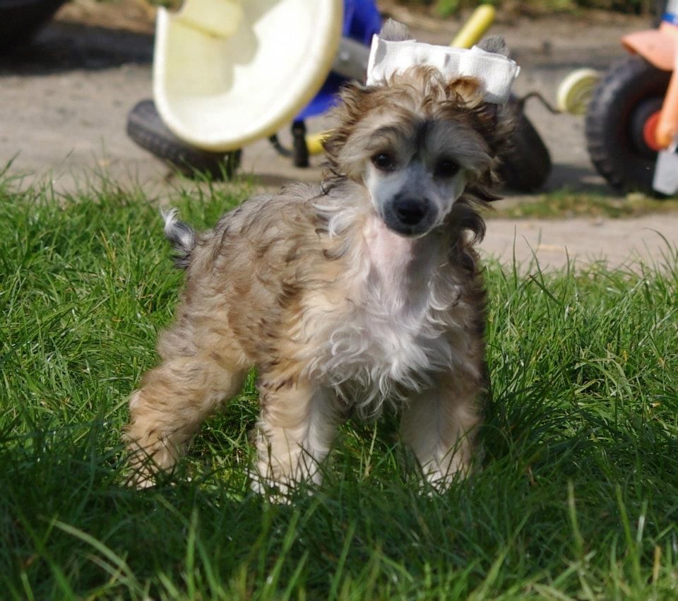 Hëleanor des gardiens des elfes 