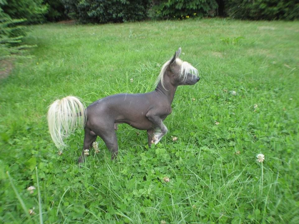 Harry des gardiens des elfes