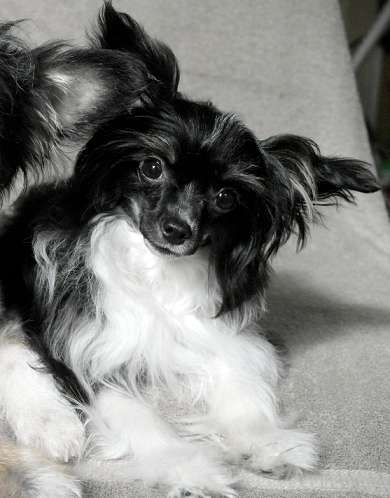 Cat's China Dogs Miss Xandrine