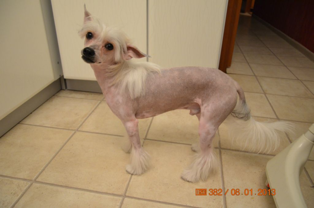 Fancy Style Beresklet