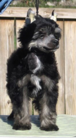 Softail Concealed Carry