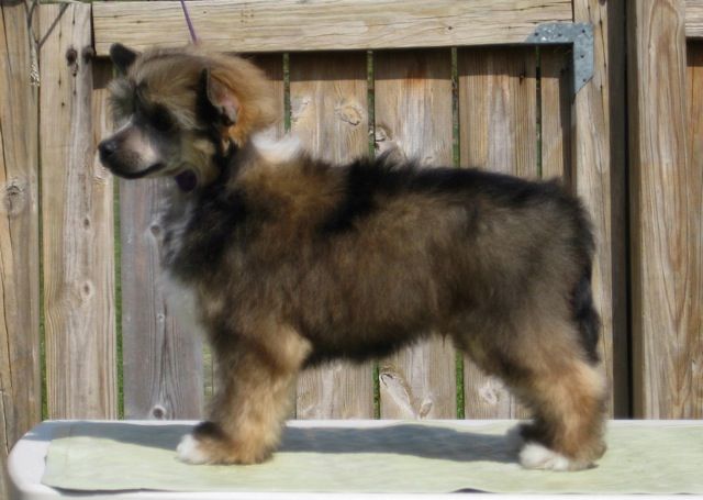 Softail Successful Sequel