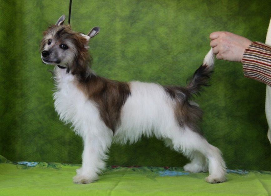 Zheneva-Debjut Ahtamar